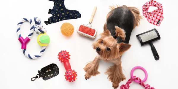 7 Must-Have Dog Accessories Every Owner Needs