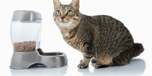 Automatic Cat Feeders