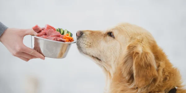 Best Budget Dog Food That Doesn’t Compromise Quality