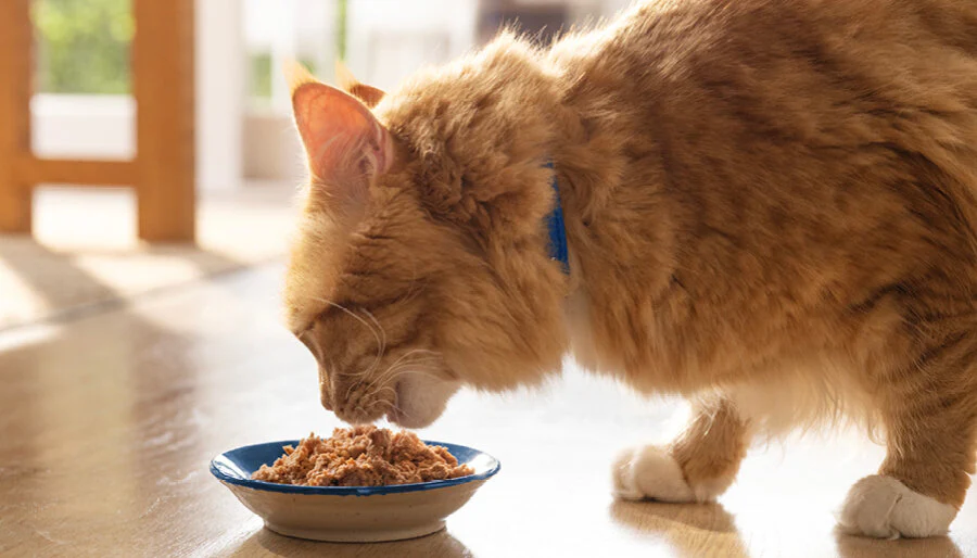 Best Cat Food for Weight Loss and Healthy Diet