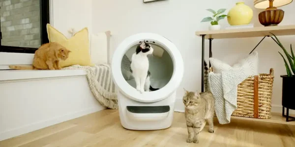 Best Cat Litter Box for Multiple Cats