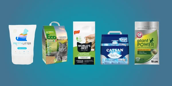 Best Cat Litter for Odor Control