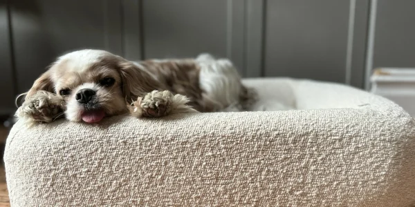 Best Dog Beds for Large Dogs