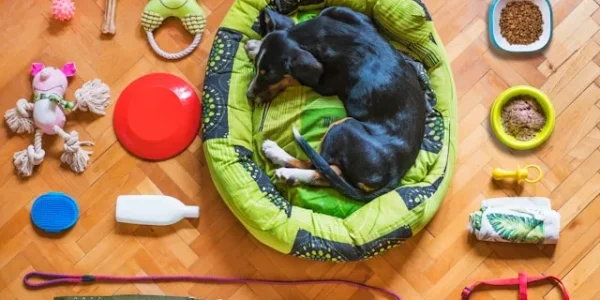 Best Pet Products on Amazon