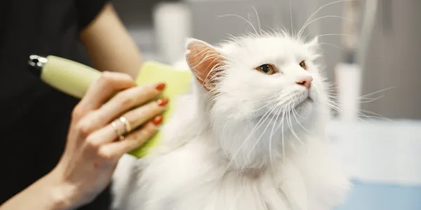 Cat Grooming Tools