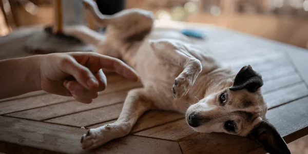 Common Pet Care Mistakes You Must Avoid