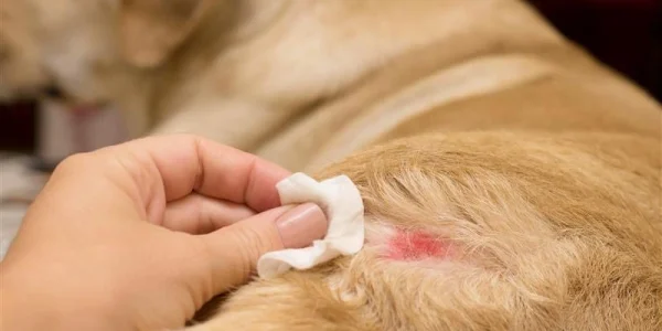 Dog shampoo for itchy skin