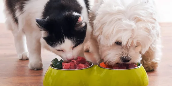 How to Choose the Right Pet Food