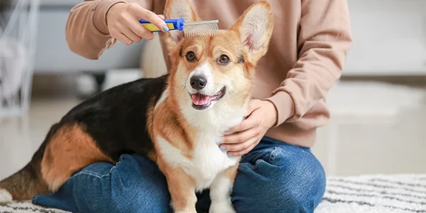 Pet Grooming at Home