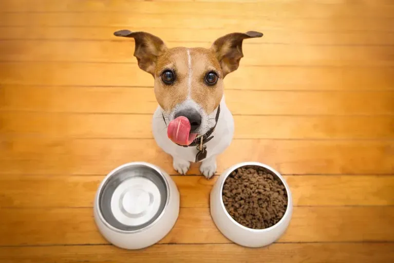 Pet owner feeding dog at home pet care tips for USA dog and cat owners