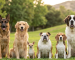 types of dogs