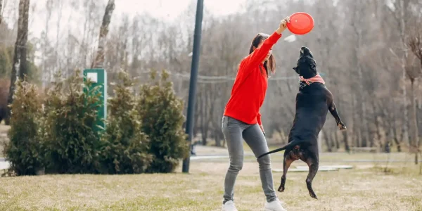 freestyle flying disc dog training guide
