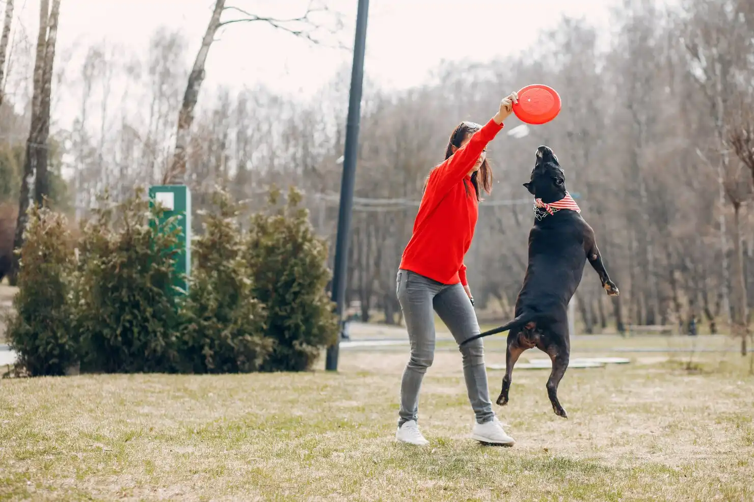 freestyle flying disc dog training guide