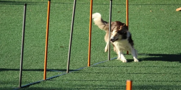 Agility Weave Poles Training