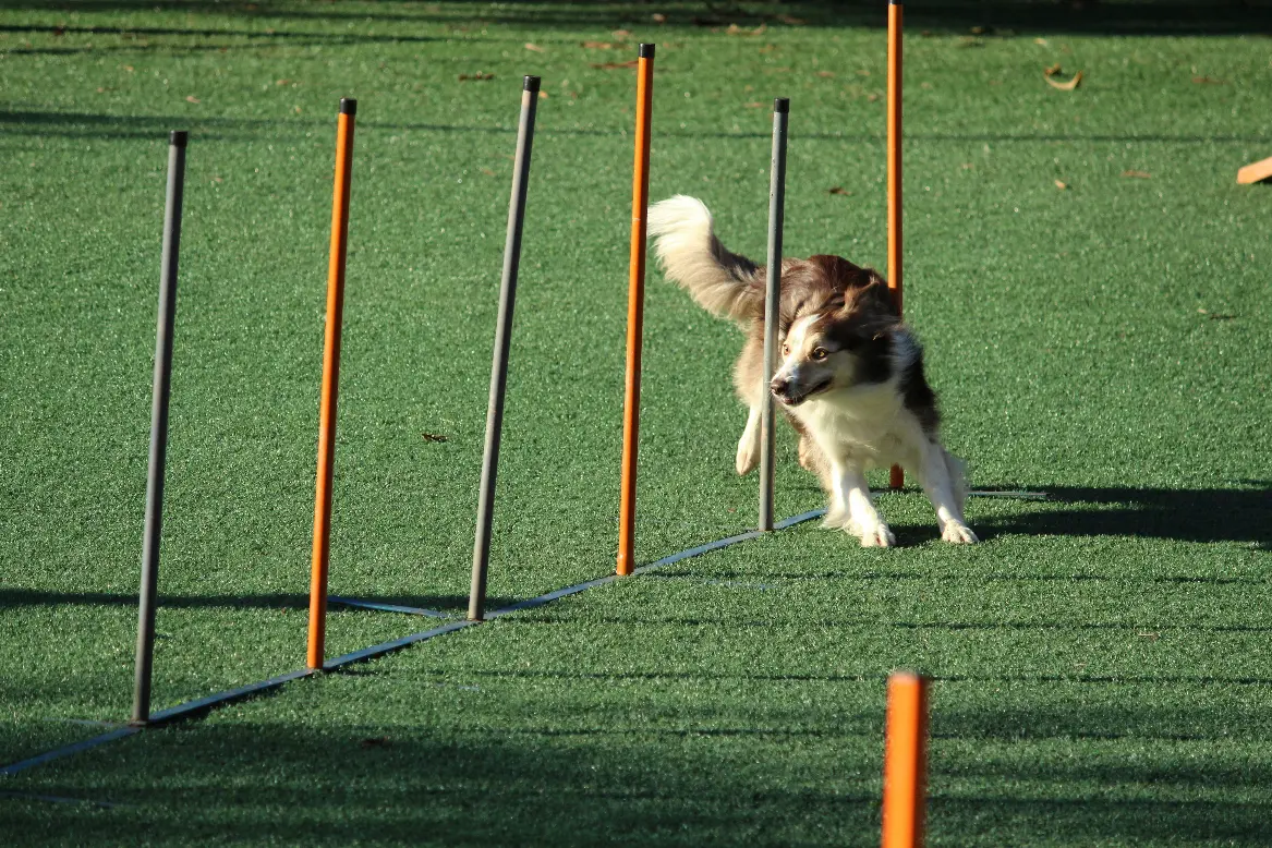 Agility Weave Poles Training