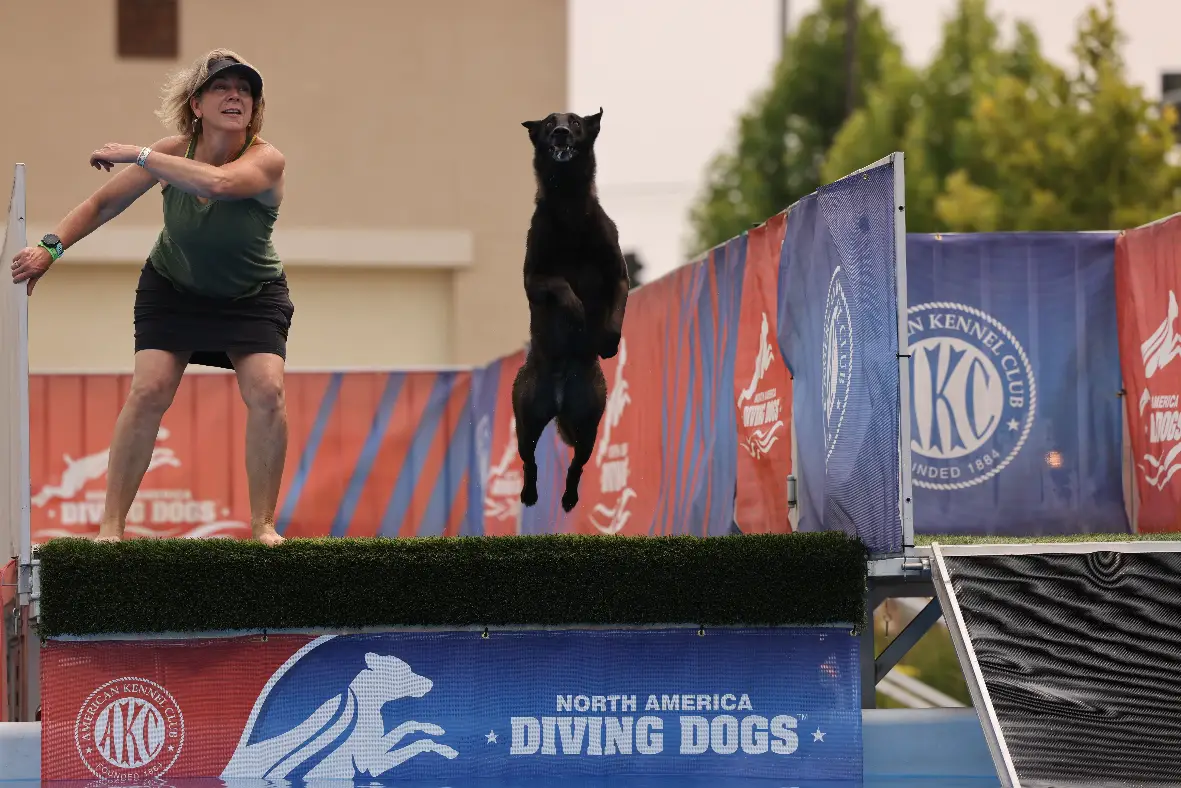 dock diving training tips
