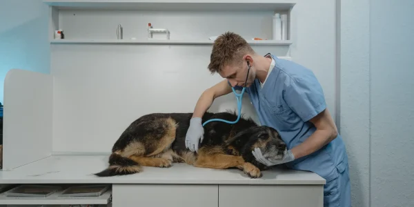 Dog Hypertension