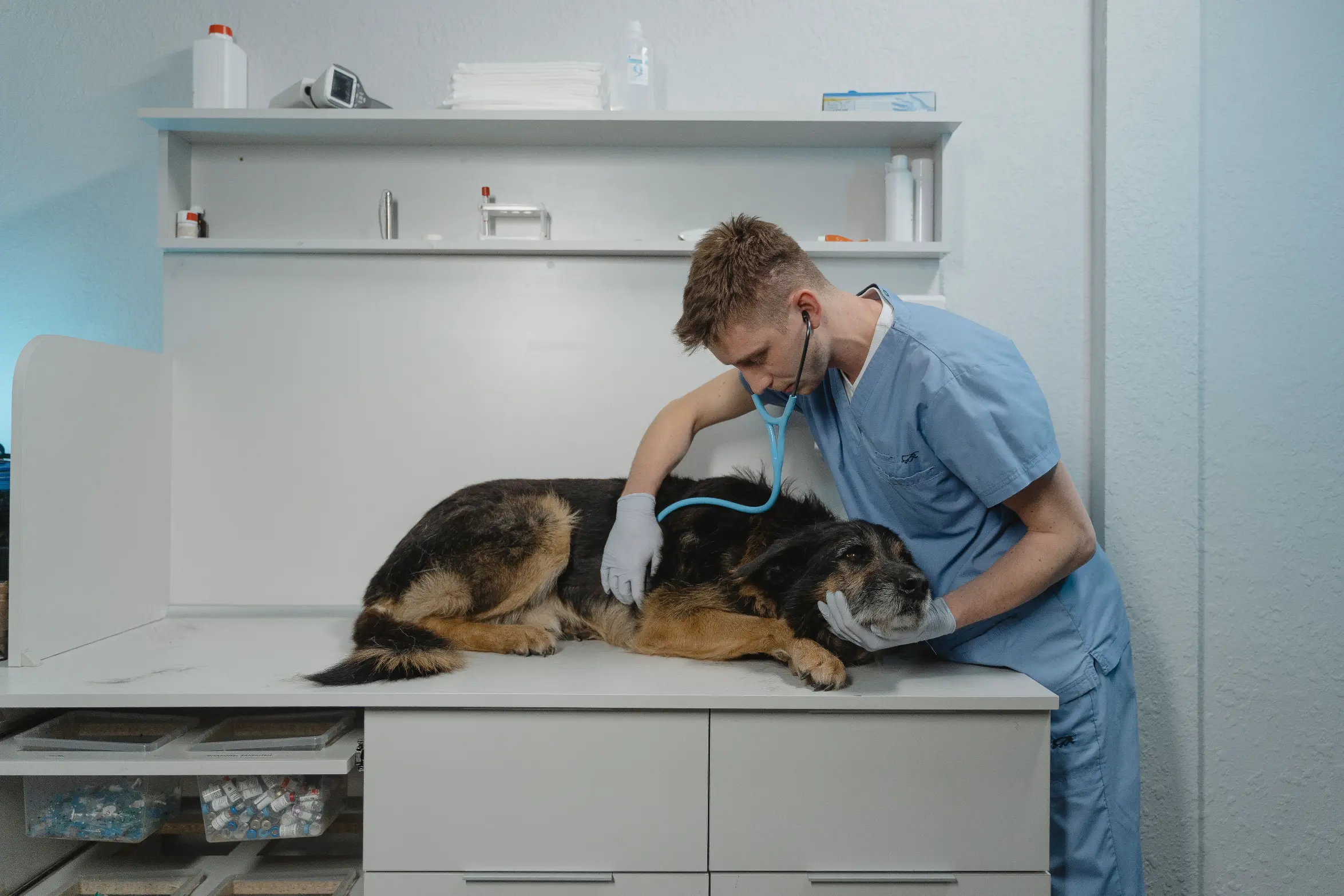 Dog Hypertension
