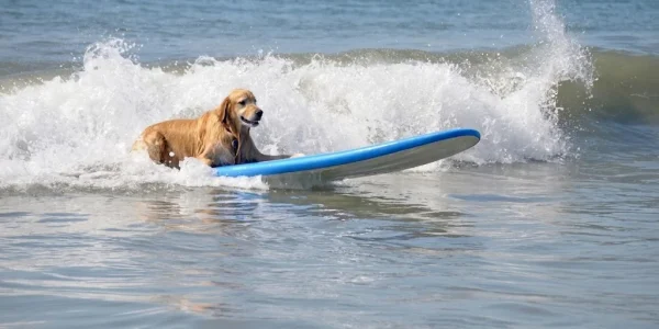dog surf competition training