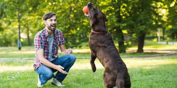 Fetch It dog competition training