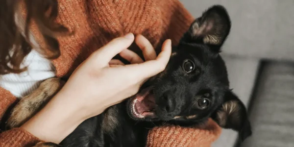 adopt a dog