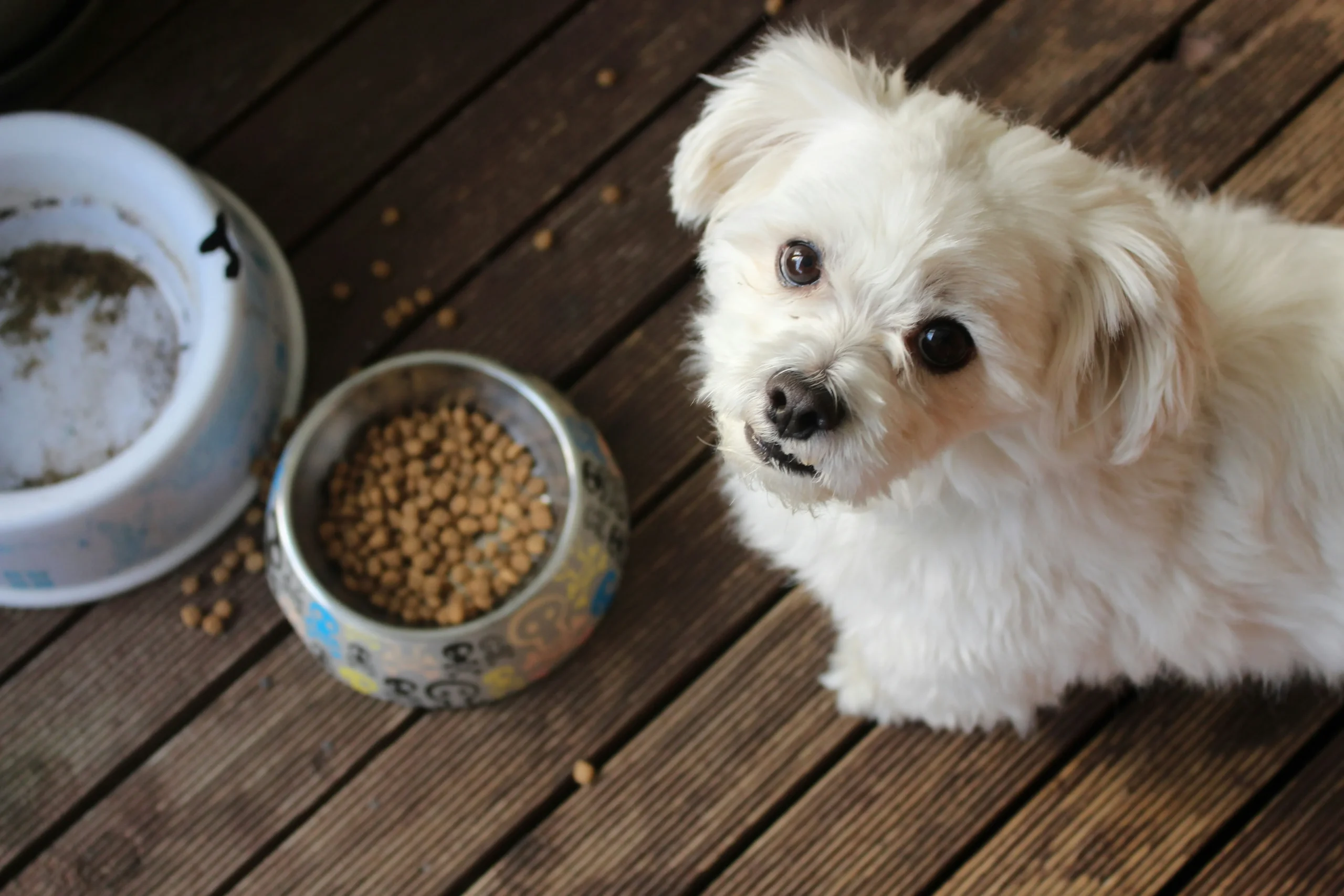 protein in dog food